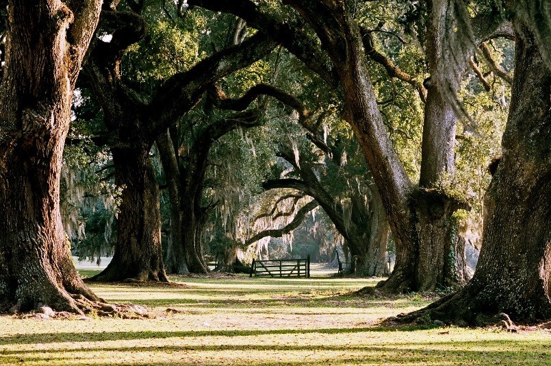 Oaks Connecting the Academy and St. Charles College