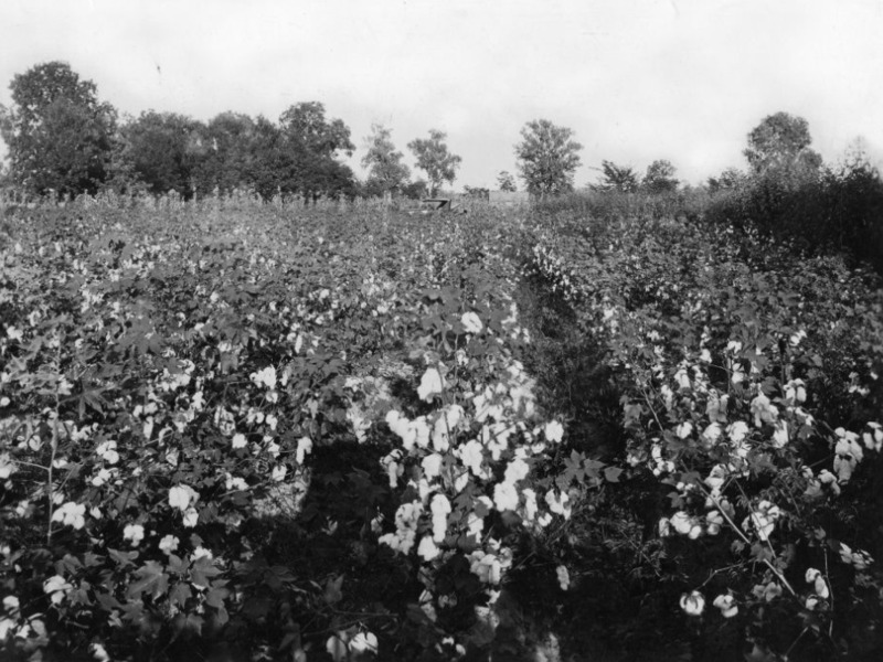 Grit and Tin: Cajun Sharecroppers and the Prairie Hayes Cotton Gin