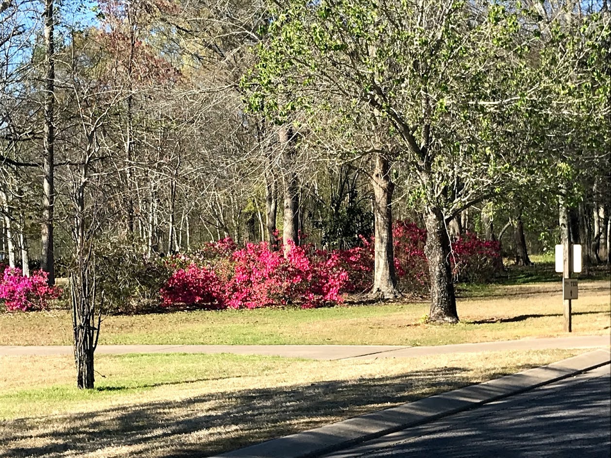 Early Spring at Golf Course.jpg