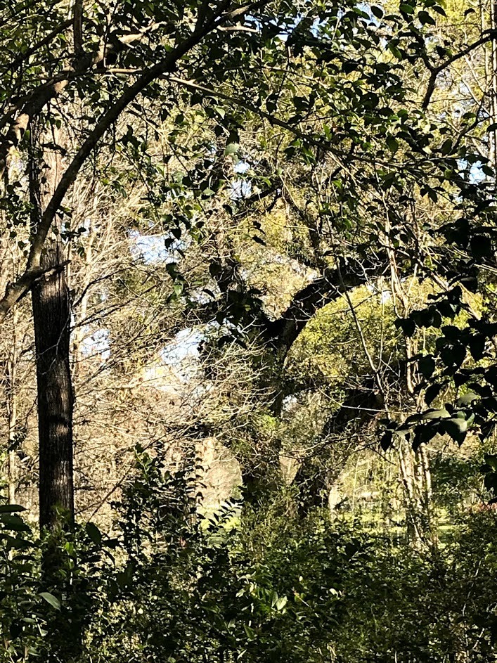 Oak at Beau Bassin Ridge.jpg