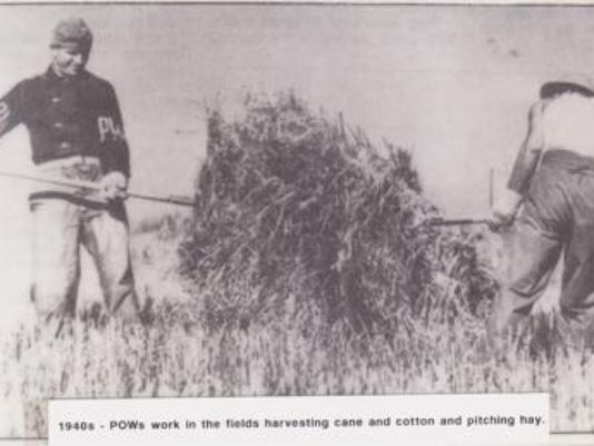 POWs work in the fields harvesting sugarcane and cotton. Photo courtesy of Louis Perret, Lafayette Parish Clerk of Court