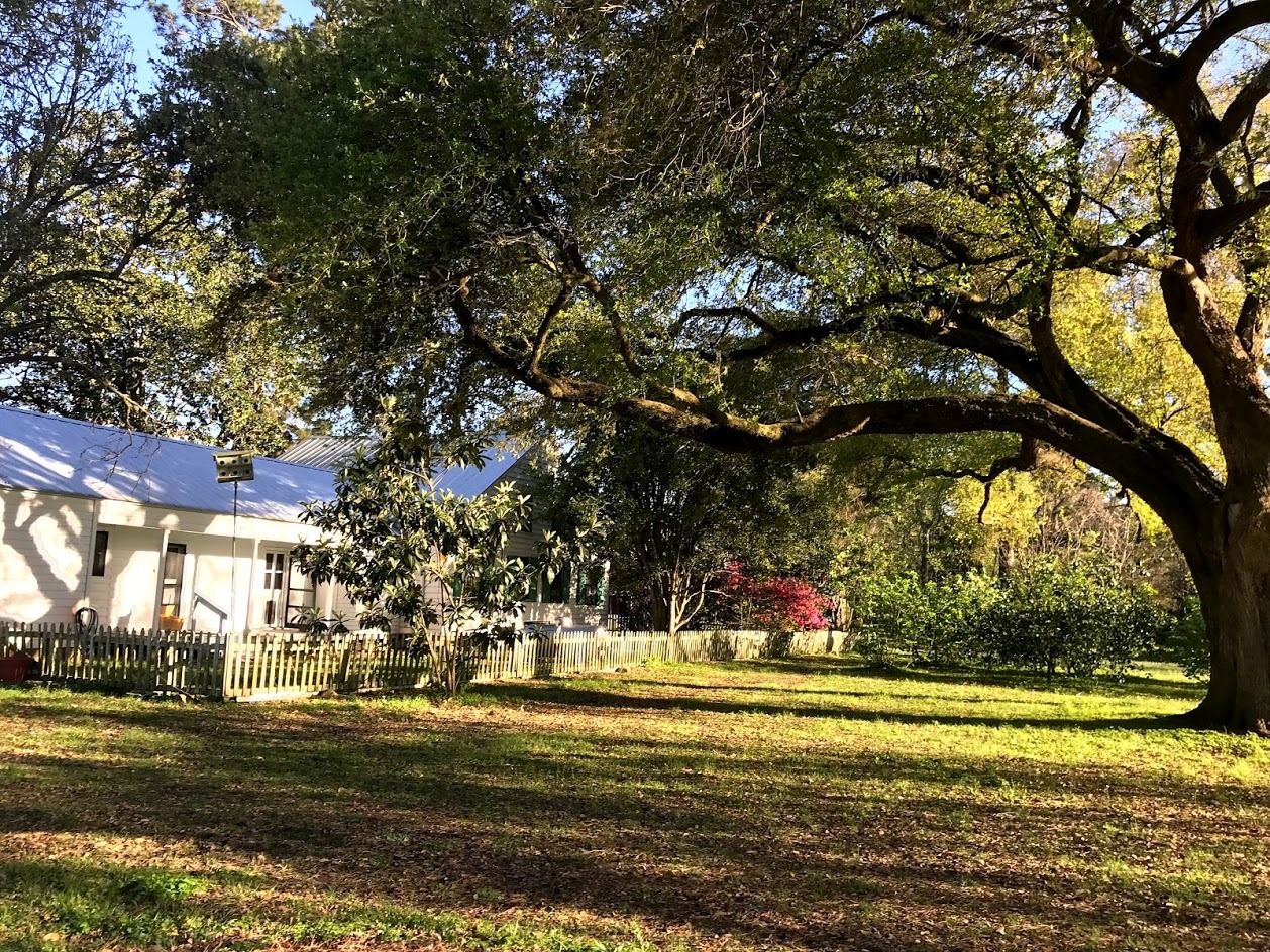 On the grounds of the Arceneaux House. The live oaks on the property are over 150 years old.