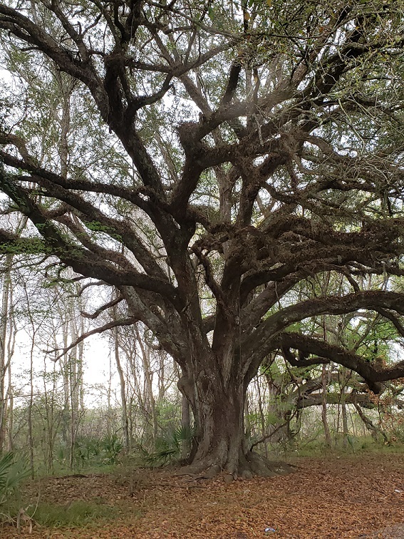 The Trees Echo Midway’s Memories