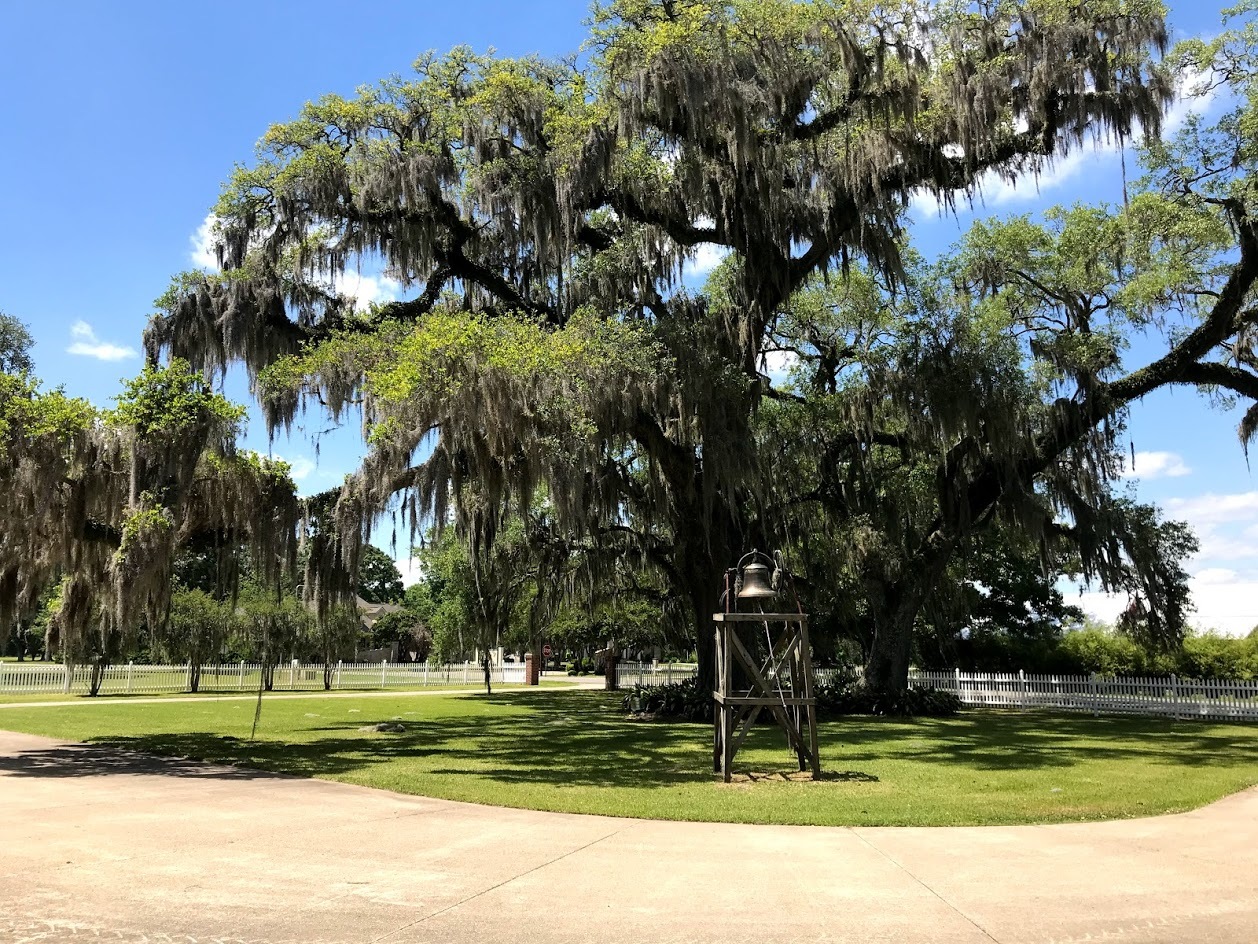 Spanish moss covers the live oaks at Darby Plantation that are now over 200 years old. They are registered with the National Live Oak Society.