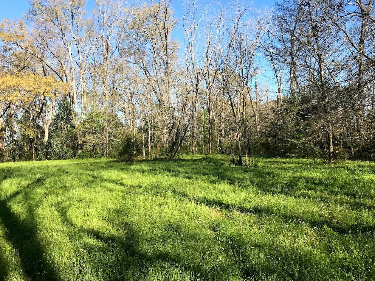 Field at Beau Bassin Ridge.jpg
